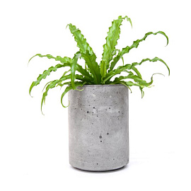 Кашпо из бетона Cylinder 205 Flower pots (Светло-серый)